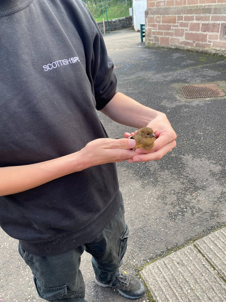 Muthill Primary School tweet media