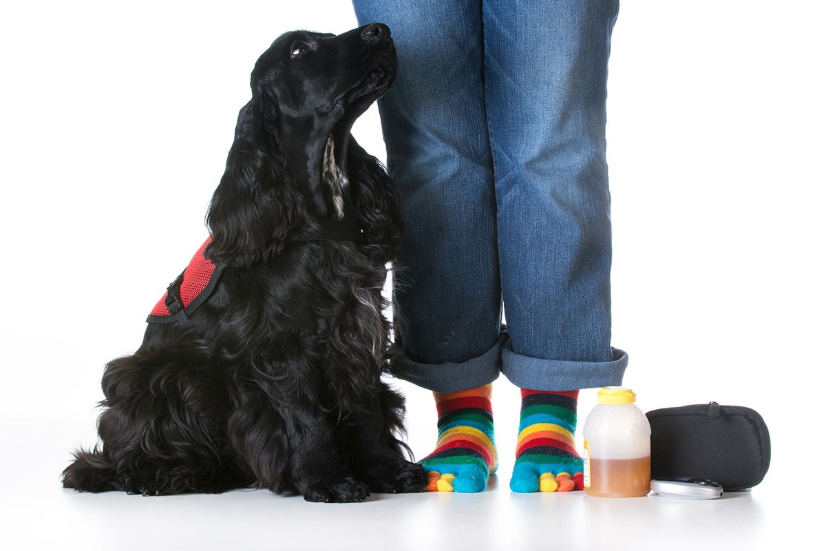 ADANational's tweet photo. Service animals and emotional support animals both do important jobs, but there are several differences between the two. Educate yourself about the distinctions and policies here: https://t.co/oRZ55cOGrJ #ADA #ServiceAnimals #FAQ https://t.co/1dBW8KoA6Z