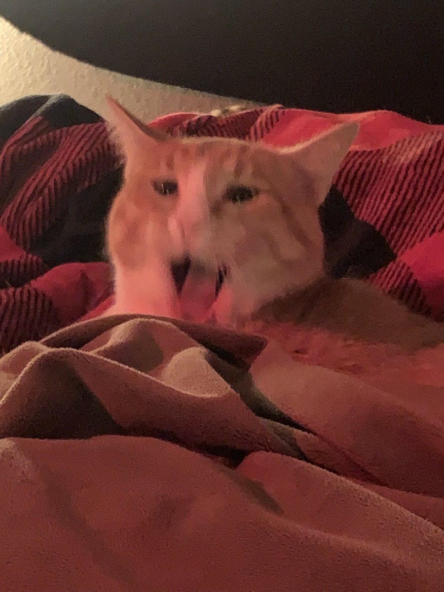 crycatt's tweet photo. anyways look at my cat ♥︎
~he yawn https://t.co/Zg3rnenpJU