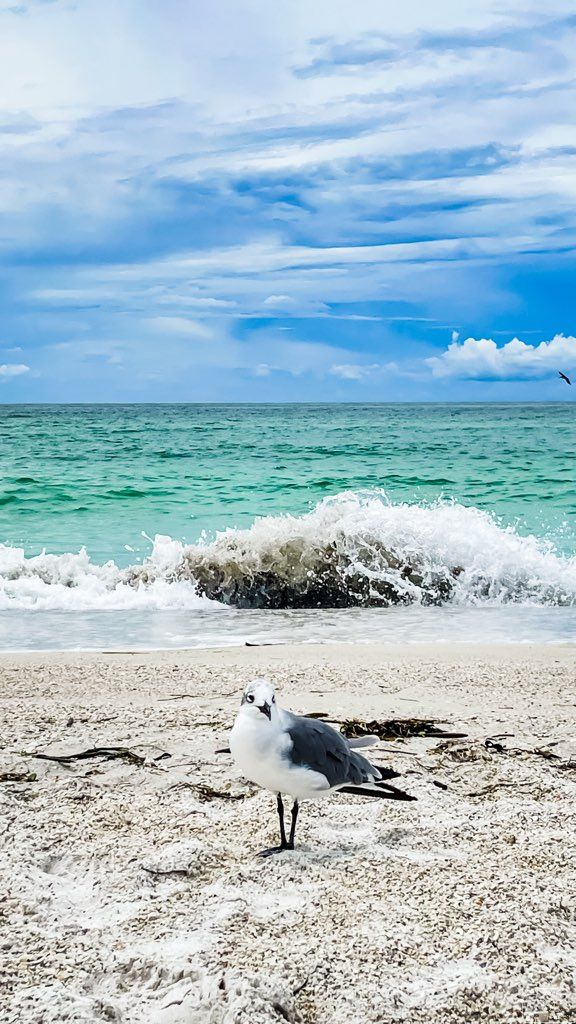 This seagull is wishing you a good morning from Florida. I wish I still was!

#vacationphotography