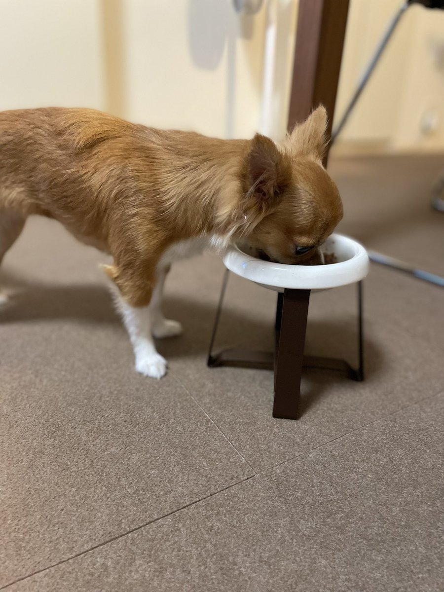 kazuire92's tweet photo. 高さ完璧です✨✨
#pecolo のフードスタンド
2.3キロ成犬チロルにはS tallサイズが
ぴったりでした
別売りの器をもう一つ購入し
ご飯時以外は水を入れてます
器を取り替えるだけで済むので
とても楽になりました🎶
#犬のいる生活 https://t.co/3Q4IsAr5GX