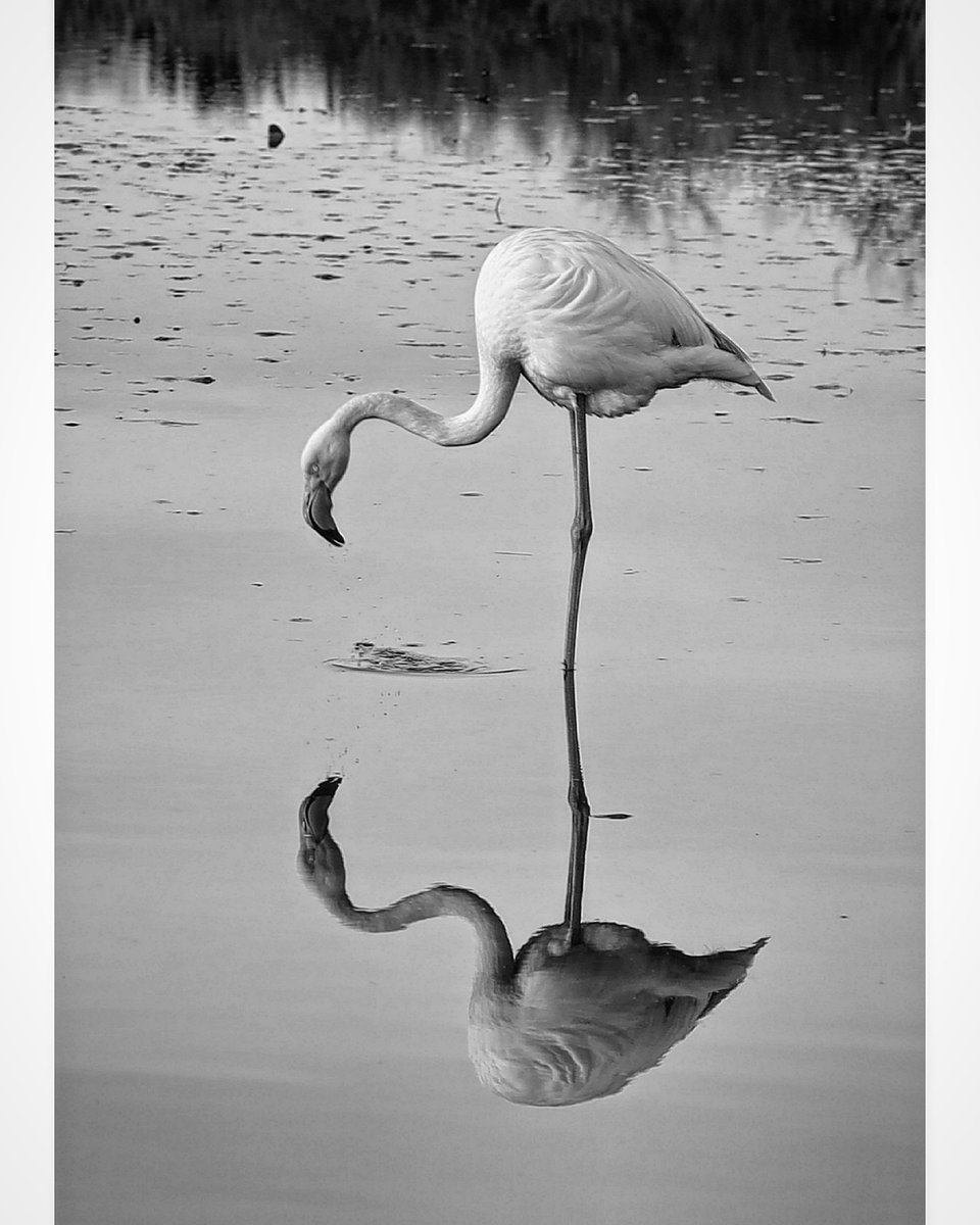 ericdesort's tweet photo. Réflexion...
#photo #photography #PhotoChallenge2022September https://t.co/rRLC5NknlZ