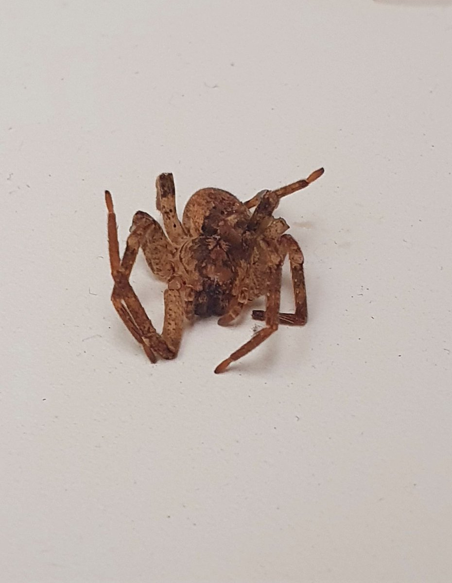 Boyanbc's tweet photo. S**t, I just found this crawling under my shoes today at home...
#falsewolfspider #valsewolfspin https://t.co/Dly0rjI1e9