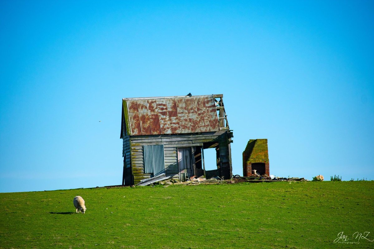 Jan_NewZealand's tweet photo. This rundown cottage is off State Highway 1 near Marton. Last week the sky was perfect and it was safe to stop and capture it. Particularly like the ewe in the chimney
#statehighway1 #marton #NZ_scenery #ruralnewzealand #backyourbackyard #kiwipics #realrawnz #nikonnz #nikond3400 https://t.co/OomvfuQwf6