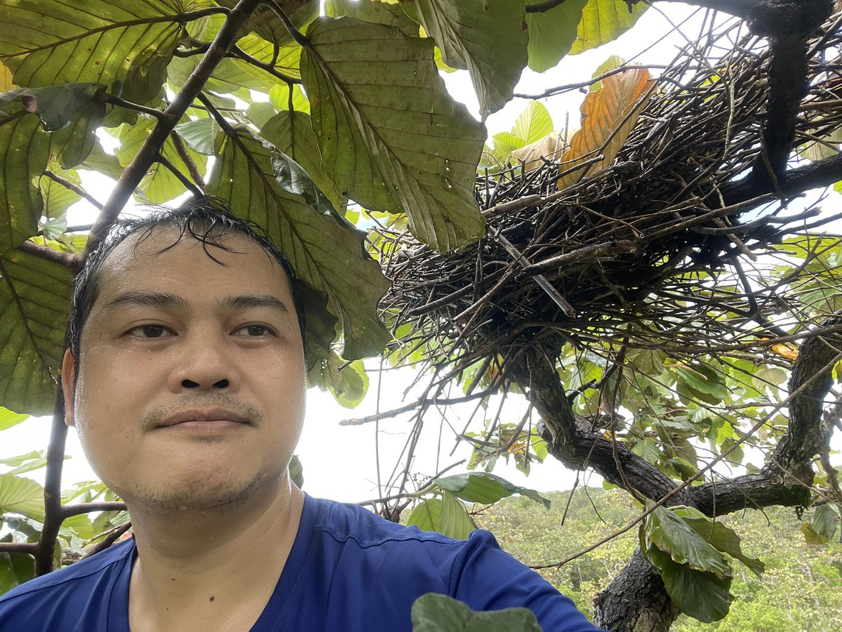 me selfied with a (post-breeding-season) nest of Lesser Adjutant on top of a dipterocarp tree at the last in-situ nesting site of this vulnerable bird in Thailand