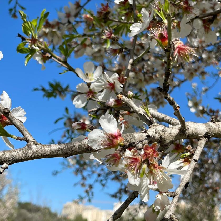 JonathanBerim's tweet photo. ISRAEL FLORECE: luego del año sabático agrario de #shmita donde se deja descansar al suelo, Jerusalem se prepara para una plantación a gran escala. Incluirá más de 340.000 flores de estación y alrededor de 10.000 árboles. #CuidaranMiMundo
🌷🌹🌻🌼🏵️🌸🌺🌱☘️🌳🌵 https://t.co/kL2V712TTy