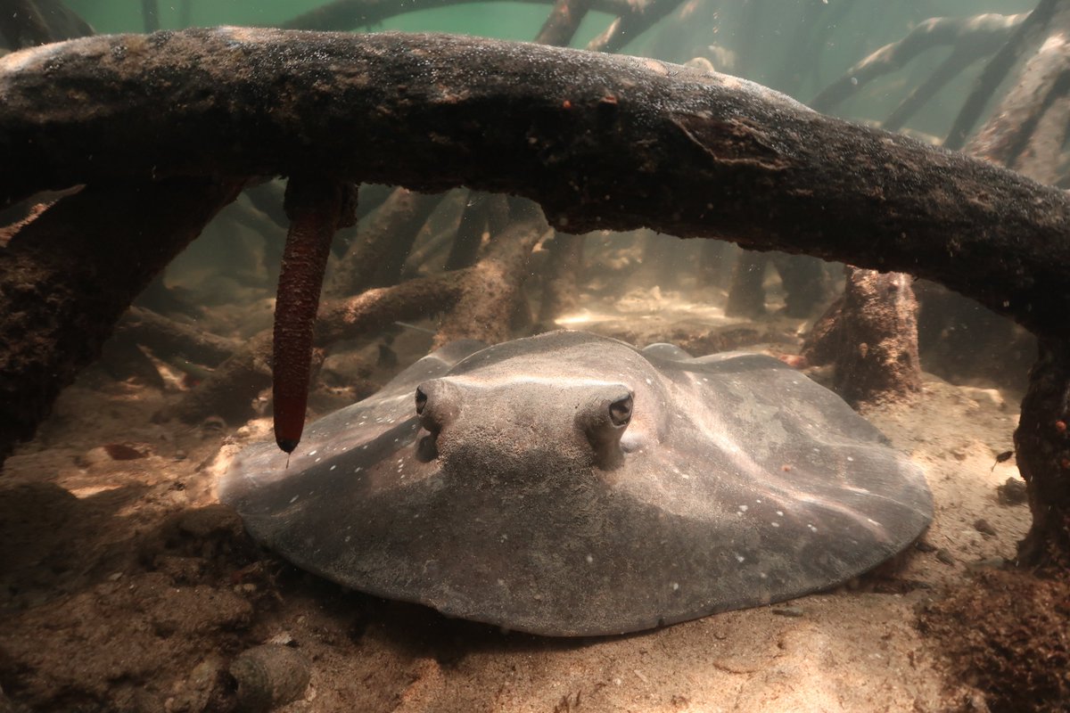 Colin Simpfendorfer (@sharkcolin) on Twitter photo "Putting sharks on the map: A global standard for improving shark area-based conservation". New #sharkscience on Important Shark and Ray Areas (ISRAs) from the <a href="/SharkRayAreas/">Important Shark and Ray Areas - ISRAs</a> team.
<a href="/ElasmoProject/">Rima Jabado</a> <a href="/SharkRayFund/">Shark Conservation Fund</a> <a href="/IUCNShark/">IUCN SSC Shark Specialist Group</a> <a href="/SARRInitiative/">Shark and Ray Recovery Initiative (SARRI)</a> <a href="/OceaniaSharks/">OceaniaSharks</a>
frontiersin.org/articles/10.33… "Putting sharks on the map: A global standard for improving shark area-based conservation". New #sharkscience on Important Shark and Ray Areas (ISRAs) from the <a href="/SharkRayAreas/">Important Shark and Ray Areas - ISRAs</a> team.
<a href="/ElasmoProject/">Rima Jabado</a> <a href="/SharkRayFund/">Shark Conservation Fund</a> <a href="/IUCNShark/">IUCN SSC Shark Specialist Group</a> <a href="/SARRInitiative/">Shark and Ray Recovery Initiative (SARRI)</a> <a href="/OceaniaSharks/">OceaniaSharks</a>
frontiersin.org/articles/10.33…