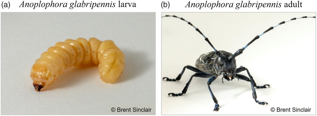 EvolAppJournal's tweet image. Genome-scale phylogeography resolves the native population structure of the Asian longhorned beetle, Anoplophora glabripennis (Motschulsky)
doi.org/10.1111/eva.13…
by Cui et al

@MingmingCui3 @ibis_laval 

#invasive #GeneFlow #GBS #insect #pest #PopGenetics #assignment