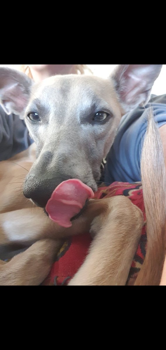 Wispawhippet's tweet image. #TOT for the Fudge today.