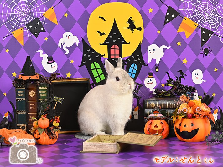 輸入 うさぎたろう様専用ページ mandhucollege.edu.mv