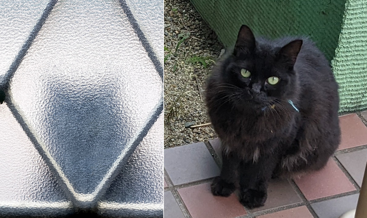 2ヶ月前から首輪の付いた猫が来るようになり、実家には帰ってない様子
私は飼えないし、お腹が大きいように見えたので動物愛護センターに電話したら
「餌も水も与えないでください。そこで子供を産んだり他所で産んで子猫を育てますよ」
と言われましたが、このまま放置で良いのでしょうか
#迷い猫