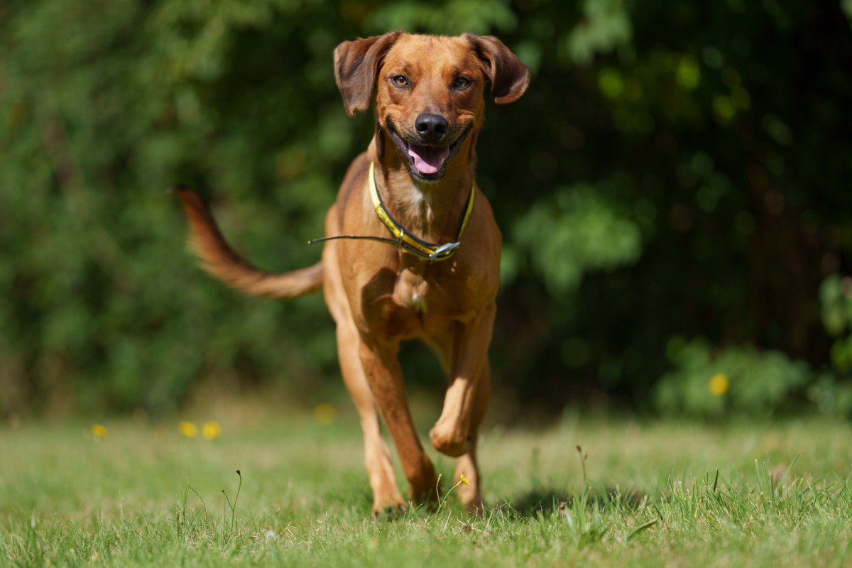 DogsTrust_IE's tweet photo. Not all heroes wear capes… Some of them like Wilbur here, have fur coats
Normally a quiet dog, he saved his family from a fire that was engulfing their home, by barking frantically to wake them. Read more about the heroic hound: https://t.co/pMg14s823L
#HeroHound #WhoRescuedWho https://t.co/afdGPELhMY