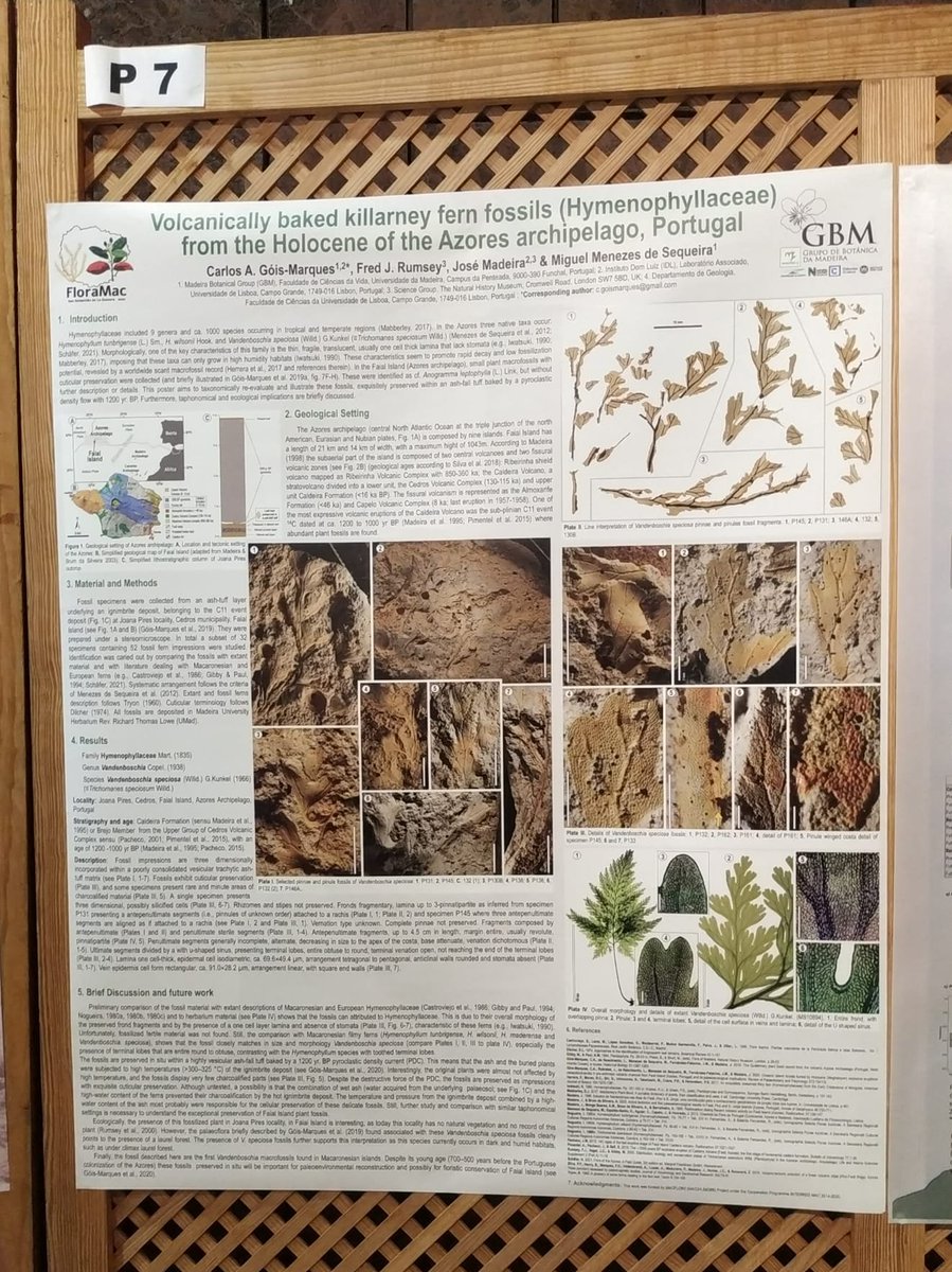 CGoisMarques's tweet photo. My poster about #Holocene Vandenboschia speciosa fossils found at Faial Island, Azores at #FloraMac2022 congress in La Gomera. I'm really sad for not attending this meeting.😢
#palaeobotany #paleobotany #fern #botany #fossil #futurepaper #azores #faial #Portugal https://t.co/oizsz25TPH