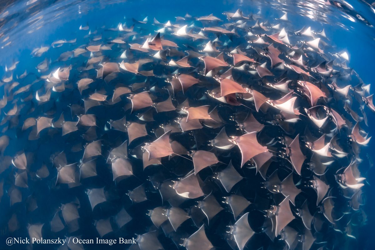 SharkRayAreas's tweet photo. ISRAs will support #management and #conservation by mapping essential #habitats into a #OpenAccess eAtlas for national and regional decision-making @SharkRayAreas
@SharkRayFund @saveourseas @rewild @MigraMar @BonnConvention @IUCNShark https://t.co/krH9r2f102