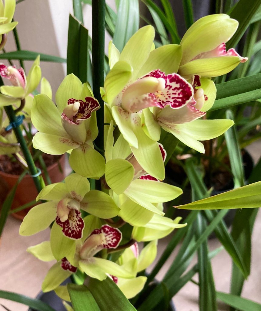 NoniSturge's tweet photo. Looking back at my Cymbidiums. Hopefully they will flower again soon.
Have a beautiful day everyone. Lots of smiles ☺️ #cymbidium #orchid #flower #houseplant #LookingBackLookingForward #HouseplantHour https://t.co/VEp7D8n5H3