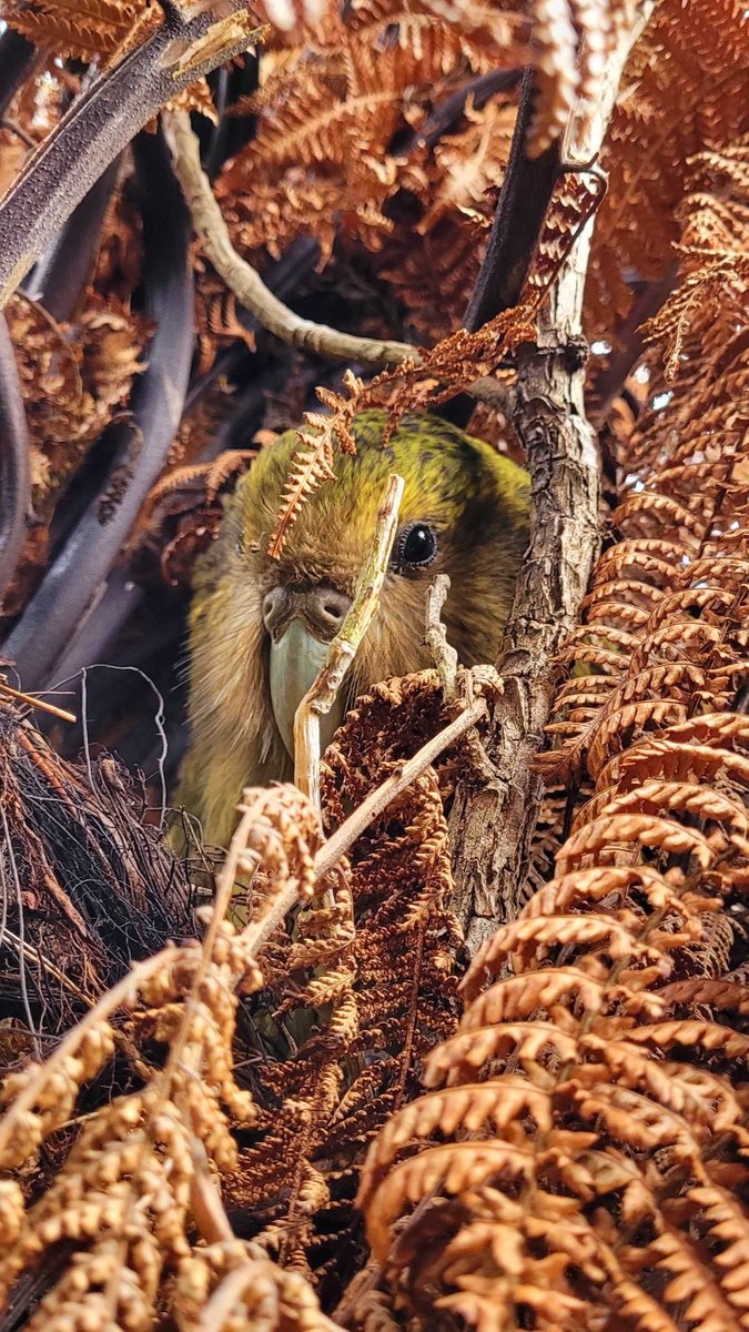 takapodigs's tweet photo. Our teams are still regularly checking this year’s #kakapo cohort. They’re getting harder to find as they become independent and move away from their nest mother’s home range. Here’s Margaret-Maree-A1 during her recent check-up. Lovely photo by ranger Sarah Little. #conservation https://t.co/XtxbDZXVZd
