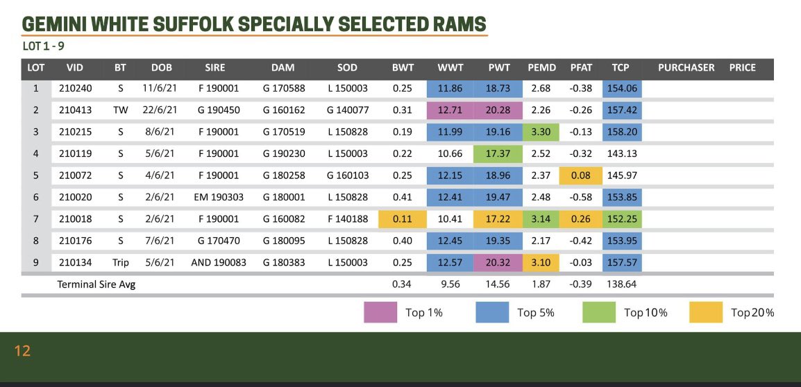 GeminiPrimeLambSires tweet media