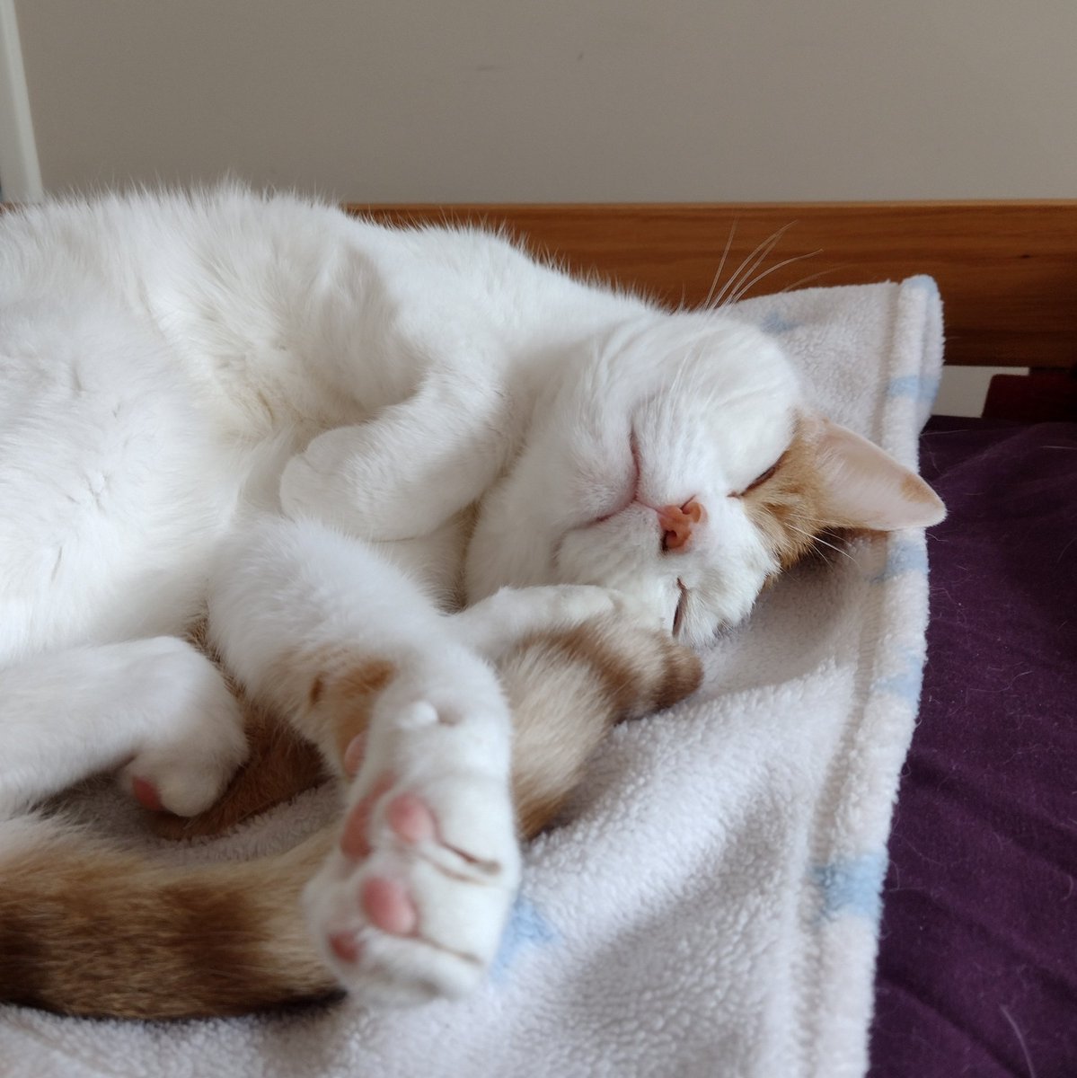 Guess who got three dinners last night because he kept escaping into places he shouldn't be and had to be lured back? #TheCatsWeTweet