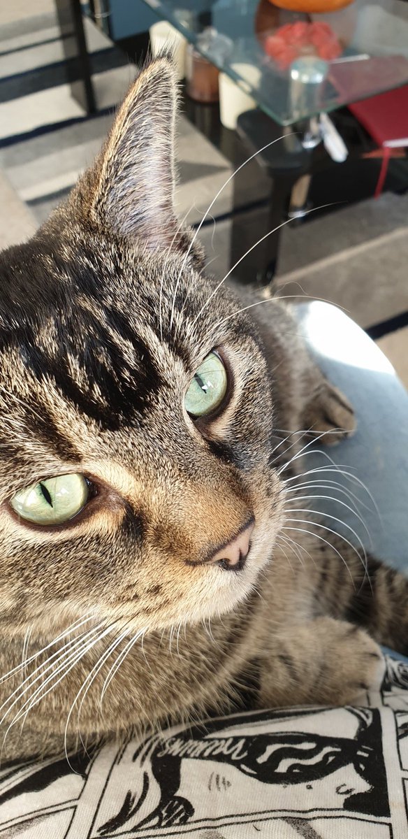 tiggystephens's tweet photo. Good morning my fellow friendly cats and kittens 
I've been fed and watered so today I'm in a very good mood lying on my owners lap enjoying the sunshine here in bonnie Scotland https://t.co/Cv1acDEt57