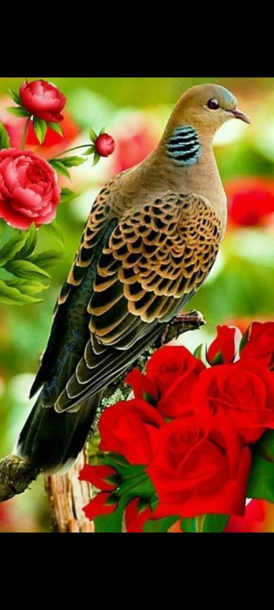 izzet kırat (@izzetkrat1) on Twitter photo 