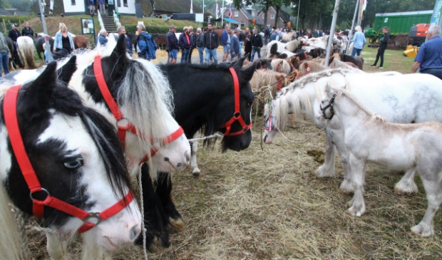 Roldermarkt heeft weer mooie grote paardenmarkt -  schakel.info/nieuws/algemee…