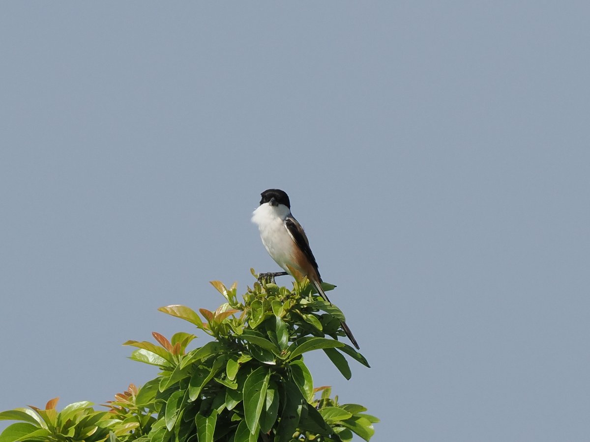 taiwanbirdguide's tweet photo. Unlike the migratory Brown Shrike, the #LongTailedShrike #棕背伯勞 is a residential breeding birds which stay in #Taiwan all year round.
#TaiwanBirdGuide #bird #birding #birdtour #FrontBird https://t.co/eHRahBEGZW