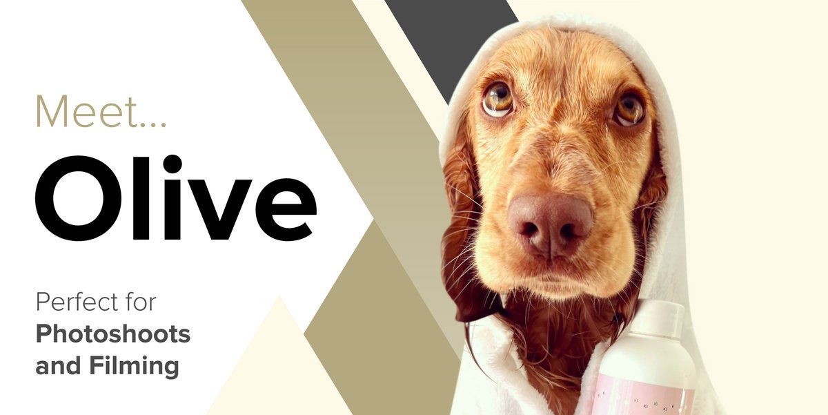 YummyHound's tweet photo. As quintessentially beautiful and poised as any leading lady, @UrbanPawsuk newest star, Olive, knows how to captivate an audience. 

Enquire about hiring her at: https://t.co/PFaowEnxWB

#PetsOnSet #AnimalTalentAgency #DogModel #DogTalent #Advertising #DogHire #UrbanPawsUK https://t.co/nMfBaYWAmC