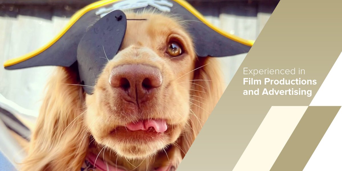 YummyHound's tweet photo. As quintessentially beautiful and poised as any leading lady, @UrbanPawsuk newest star, Olive, knows how to captivate an audience. 

Enquire about hiring her at: https://t.co/PFaowEnxWB

#PetsOnSet #AnimalTalentAgency #DogModel #DogTalent #Advertising #DogHire #UrbanPawsUK https://t.co/nMfBaYWAmC