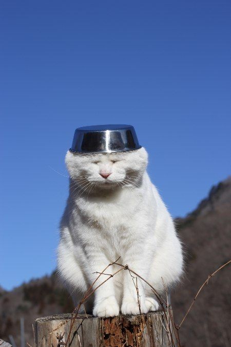 Jimmy Joy on X: I'm not really into advertisements so here's a cat with a  hat. Plz buy our products.  / X