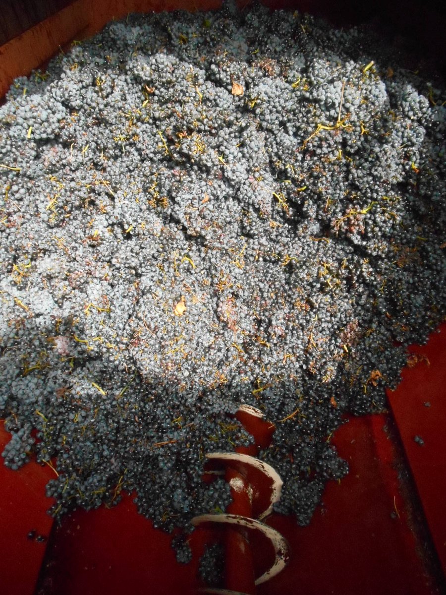 LOUFREJAU's tweet photo. Depuis quelques jours...Top départ Vendanges 2022 🍇
Les Blancs sont déjà en cuve et au "frais"...
Les rouges arrivent sous l’œil bienveillant 👁 du Maître de Chai... https://t.co/EXfFlFW0hP