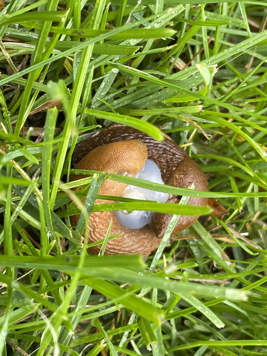 Innogreen2007's tweet photo. Liefde in de vroege ochtend op het gras. Ineengestrengeld bedrijven deze naaktslakken de liefde. Met de geslachtsorganen bij de kop is het even zoeken….
#Innogreen #naaktslakken #gazon #paring https://t.co/YL37hh6NNA