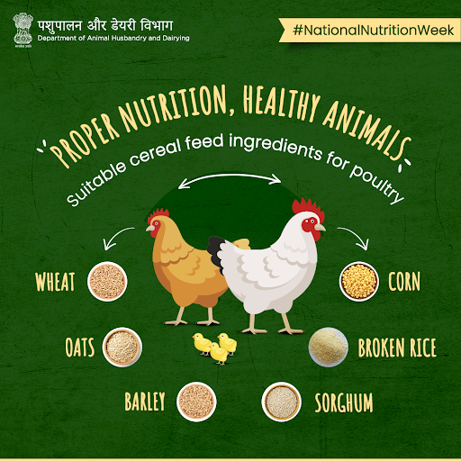 Here are the feed ingredients that provide #poultry with nutrients essential for growth, production & reproduction. 🐔

#NationalNutritionWeek #AnimalHealth #AnimalWealth #PoultryCare #PoultryFarming