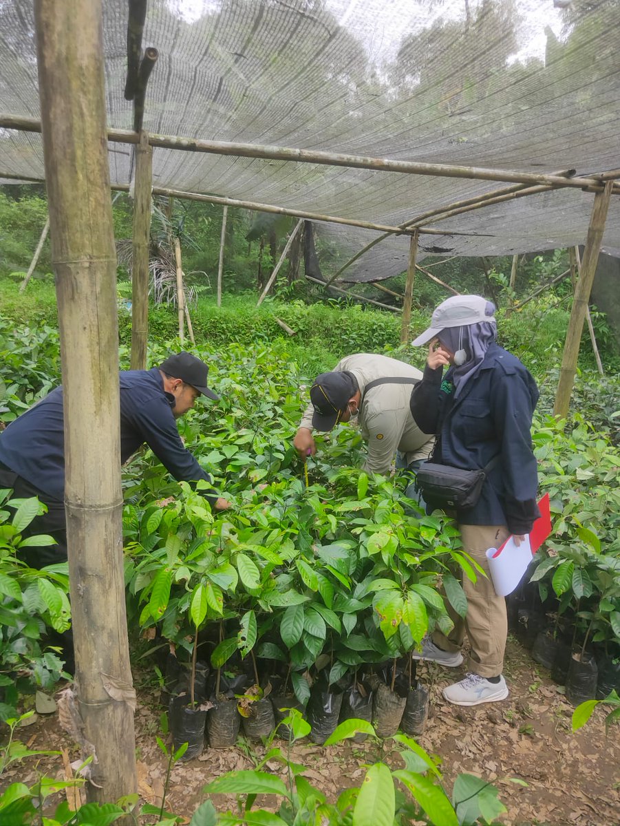BpsbpD's tweet photo. Selamat Sore #wargibun🌱😊
Selasa (13/9) Kali ini tim dari PBT BPSBP melaksanakan sertifikasi pala di Lewisadeng Kab. Bogor
.
.
.
#bpsbp #disbun #jabar #humasjabar #humasdisbun #sertifikasi #benih #pala #lemburkuring #sumedang #indonesia https://t.co/tk4v81nRiP