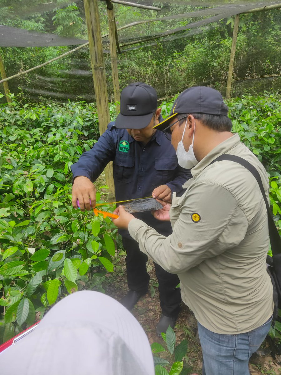 BpsbpD's tweet photo. Selamat Sore #wargibun🌱😊
Selasa (13/9) Kali ini tim dari PBT BPSBP melaksanakan sertifikasi pala di Lewisadeng Kab. Bogor
.
.
.
#bpsbp #disbun #jabar #humasjabar #humasdisbun #sertifikasi #benih #pala #lemburkuring #sumedang #indonesia https://t.co/tk4v81nRiP