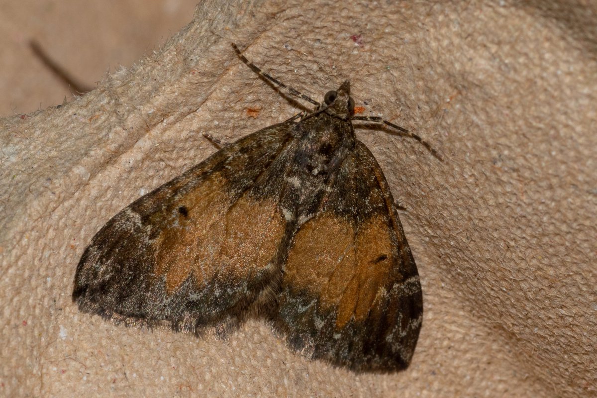i_ijoseph's tweet photo. 33 in the trap last night. Yellow Underwings dominated as usual so nice to have Chinese Character, Centre-Barred Sallow and two Common Marbled Carpets showing marking/colour variations to break the monotony! https://t.co/INeAvLRHST