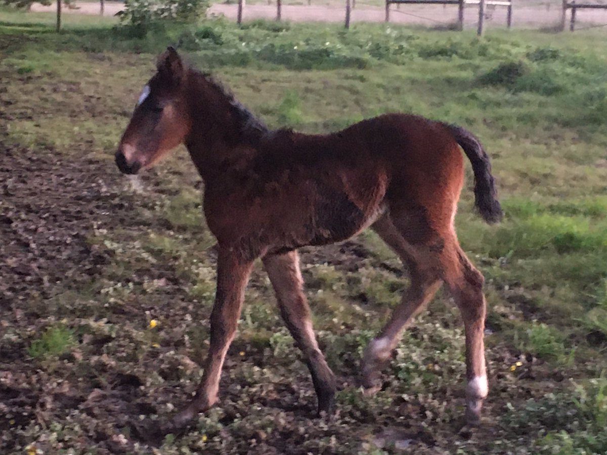 hurlzwithcurlz's tweet photo. Poor light and an even poorer photographer but here’s some #foalspam #TheStormInside #TourbillonDArgent #whatabeauty https://t.co/BXcYAmxr7B