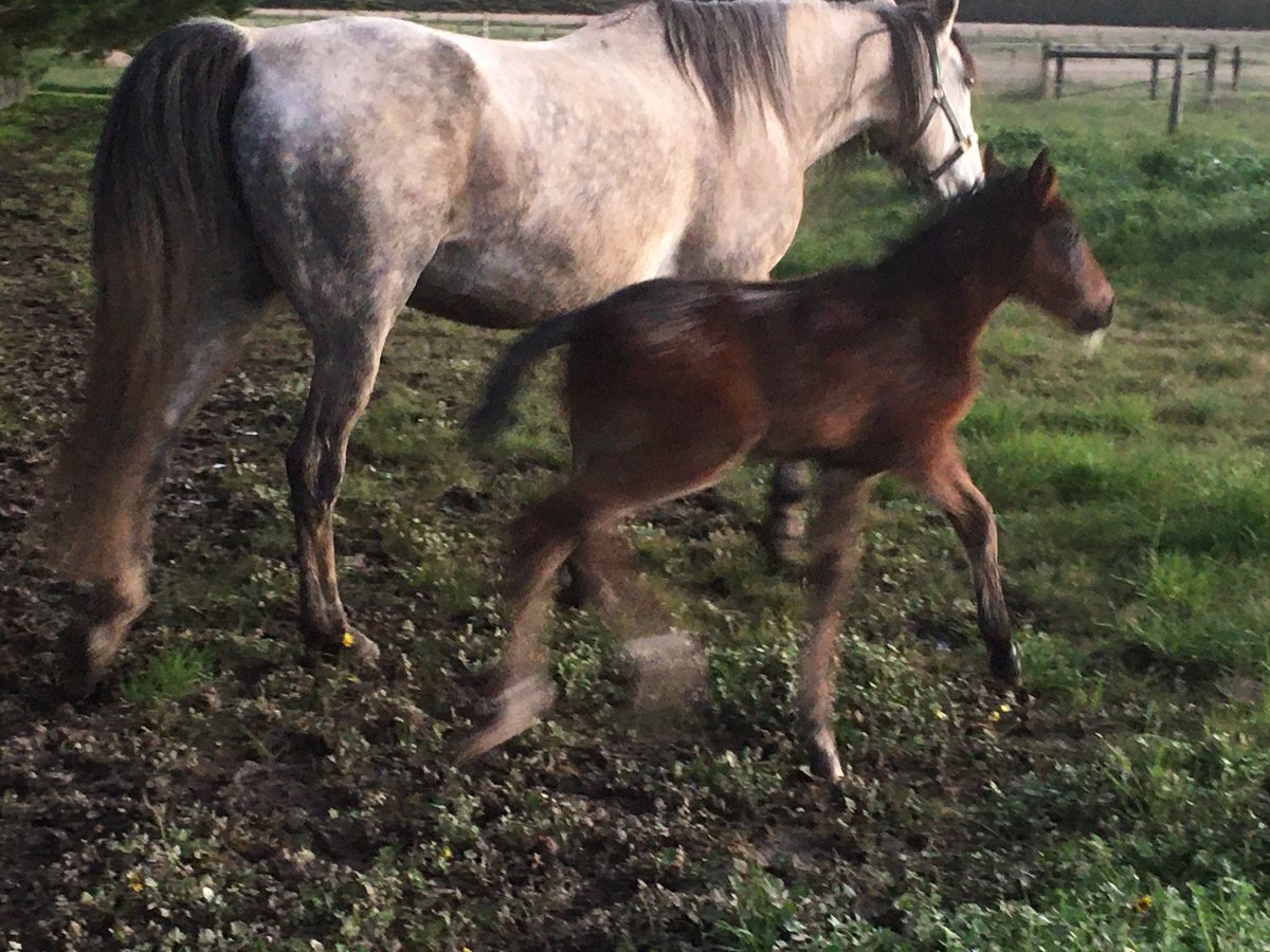 hurlzwithcurlz's tweet photo. Poor light and an even poorer photographer but here’s some #foalspam #TheStormInside #TourbillonDArgent #whatabeauty https://t.co/BXcYAmxr7B