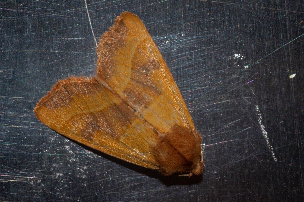i_ijoseph's tweet photo. 33 in the trap last night. Yellow Underwings dominated as usual so nice to have Chinese Character, Centre-Barred Sallow and two Common Marbled Carpets showing marking/colour variations to break the monotony! https://t.co/INeAvLRHST