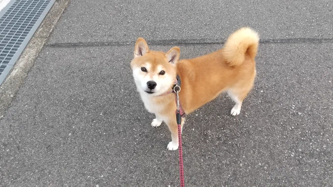 午後散歩から帰宅。暑いっちゃ暑いけど、この時間帯はそれなりに過ごしやすくなりましたね。 