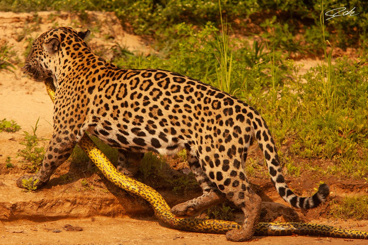 GM!!!
Waiting for these long time, female jaguar killling a yellow anaconda.
#nft #NFTs #nft #wildlife #jaguar #anaconda