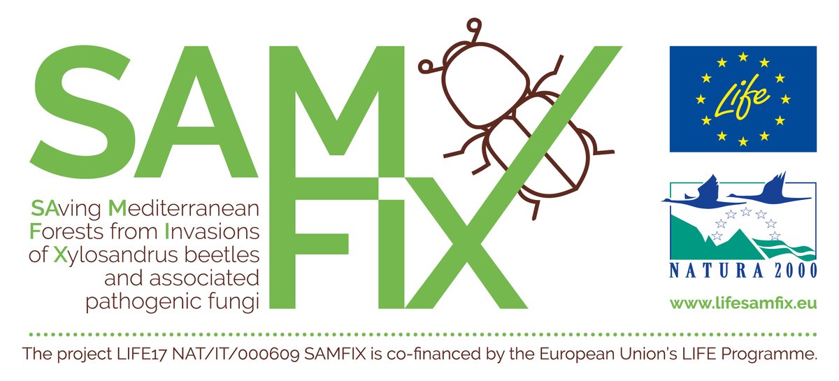 LIFEprogrammeIT's tweet image. Il &quot;progetto LIFE del mese&quot; di settembre 2022 è
 LIFE SAMFIX: “SAving Mediterranean Forests from Invasion of Xylosandrus beetles and associated pathogenic fungi” LIFE17 NAT/IT/000609
mite.gov.it/pagina/progett…
#Samfix
lifesamfix.eu/it/life-samfix…