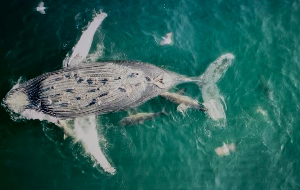 Plett Tourism (@plett_tourism) on Twitter photo Wow - just the most incredible photos of the whale carcass being towed out to sea. <a href="/bitou_muni/">Bitou Municipality</a> had the humpback whale towed further out to sea and just look at the sharks and birds that were still feeding on it. A truly remarkable insight into the marine food chain. #Plett Wow - just the most incredible photos of the whale carcass being towed out to sea. <a href="/bitou_muni/">Bitou Municipality</a> had the humpback whale towed further out to sea and just look at the sharks and birds that were still feeding on it. A truly remarkable insight into the marine food chain. #Plett