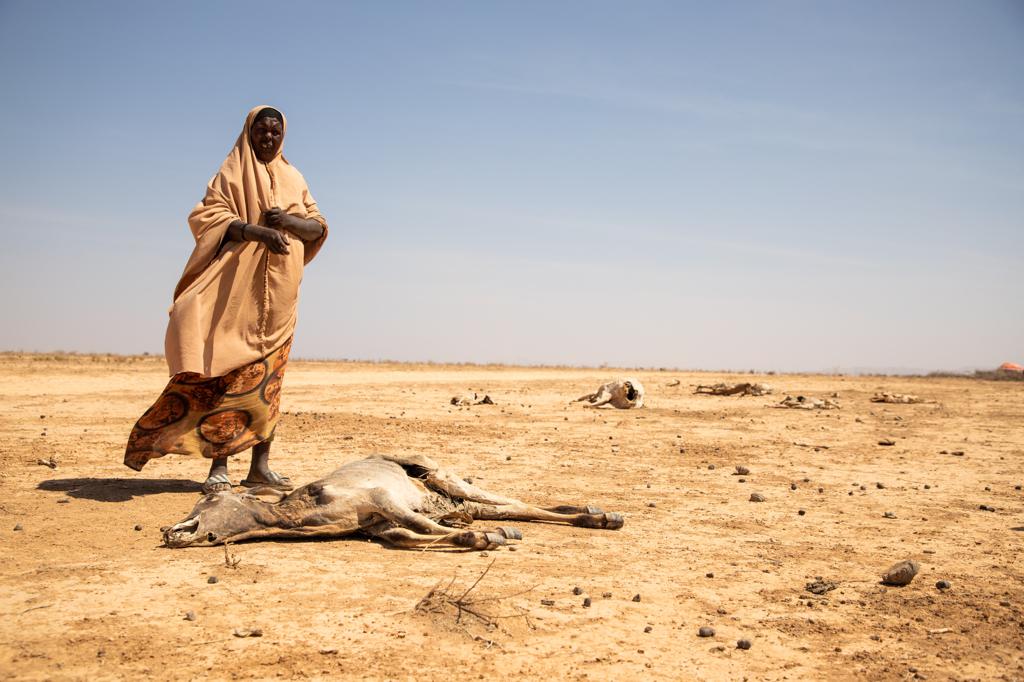 reinpaulsen's tweet photo. As famine looms in Somalia &amp; across the world, a record +205M people already face high acute hunger in 2022.

Through time-sensitive agri-assistance &amp; #AnticipatoryAction we can fight hunger &amp; bring people back from the brink.

Urgent funding is needed: https://t.co/ShKGCk5TOV https://t.co/zq4dWRBhJ3