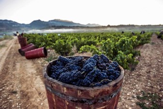 Personalidad, elegancia, tradición y excelencia distinguen a los vinos de Viña Bujanda.  

La mejor expresión de autenticidad de los vinos de <a href="/RiojaWine_ES/">Rioja Wine España</a>