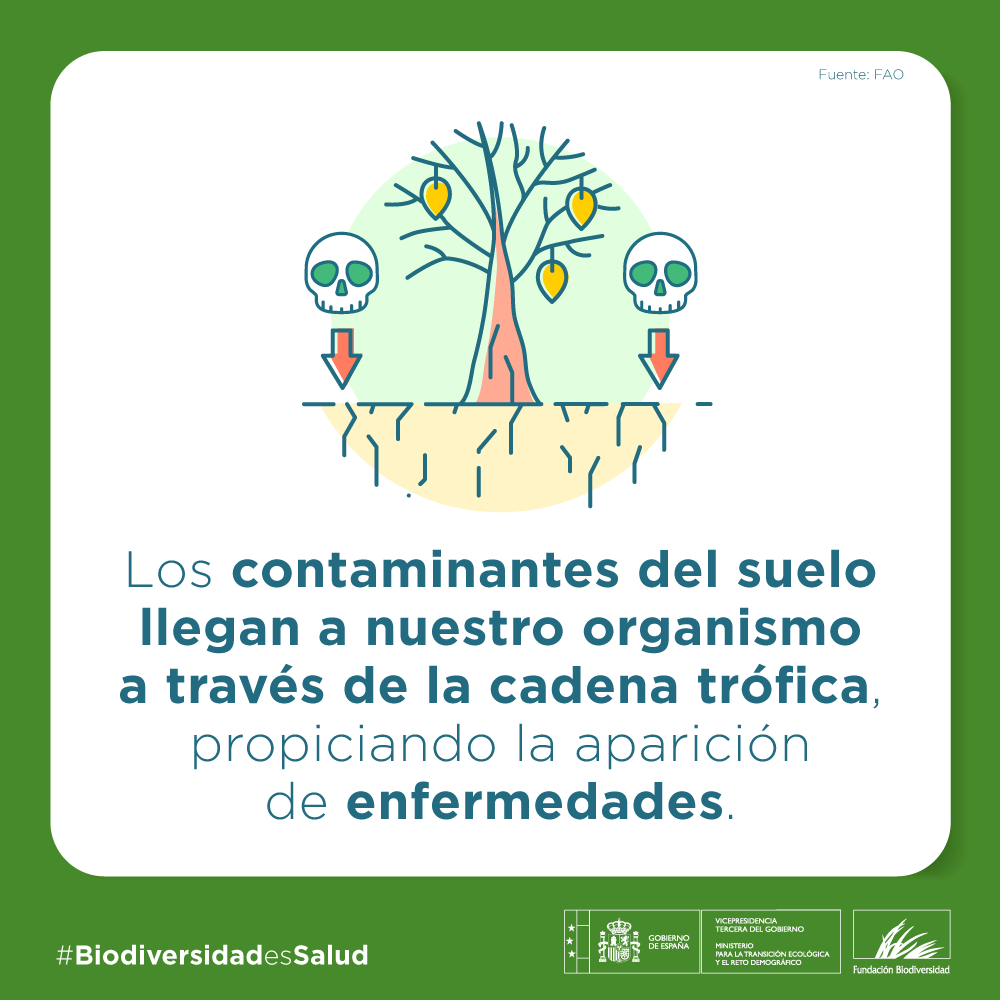 FBiodiversidad's tweet photo. La contaminación del suelo plantea un serio desafío para la productividad agrícola, la seguridad alimentaria y la salud humana.

Según @FAO, se sabe muy poco sobre la escala y la gravedad de la amenaza.

Proteger la #biodiversidad es proteger nuestra salud💚
#BiodiversidadEsSalud https://t.co/sh8w9ibHWO