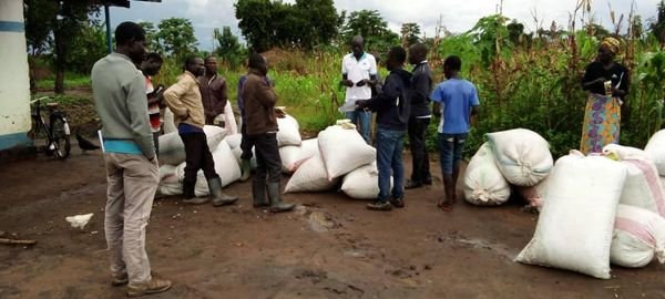 SpedpS's tweet photo. SPEDP finished the distribution of Agric
 inputs G/nuts, onions and cabbages to 2,000 farmers targeted in Yaribe, Wudabi, Gulumbi and Lujulo Payam of Morobo County in Central Equatoria State. https://t.co/5BoK8gX0VL