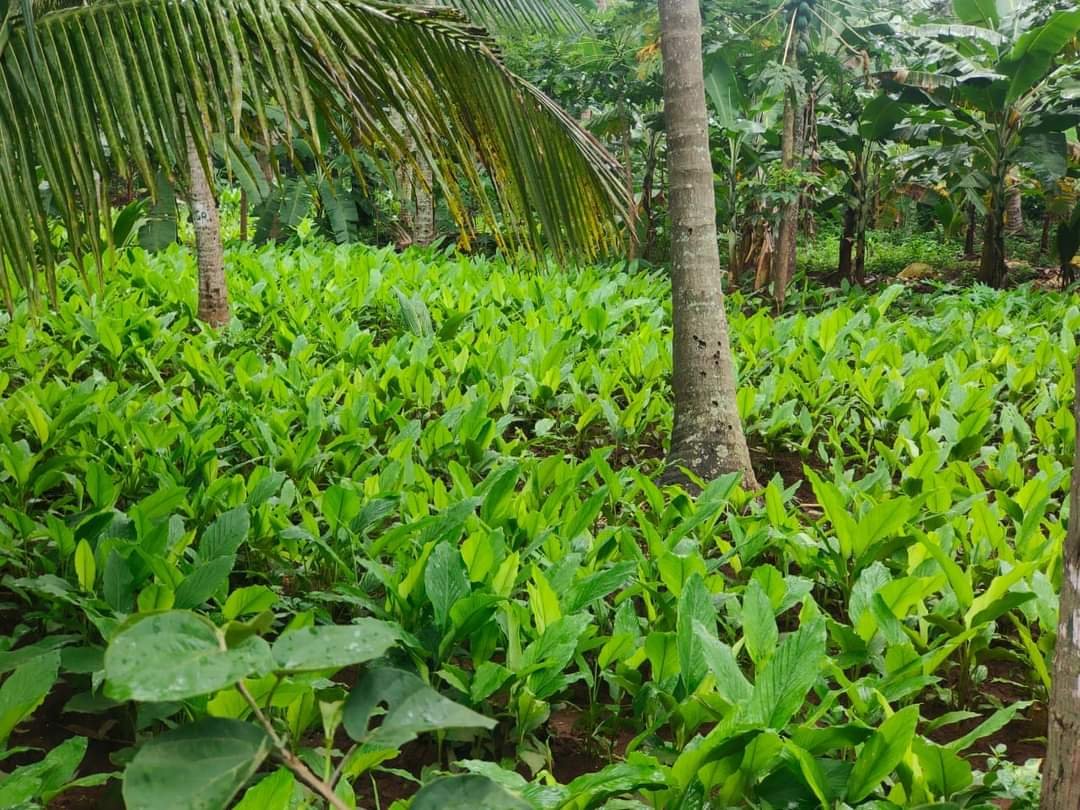 aayurarogyam's tweet photo. Seeing lush green turmeric is soothing and rejuvenating

Thanks to cauvery maa..she is blessing well  cauvery delta farmers this year https://t.co/XksWZbQsUz