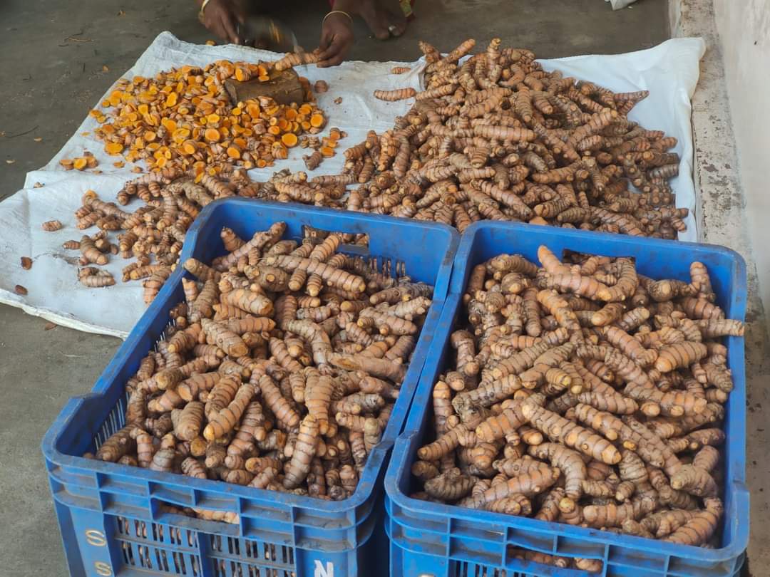 aayurarogyam's tweet photo. Seeing lush green turmeric is soothing and rejuvenating

Thanks to cauvery maa..she is blessing well  cauvery delta farmers this year https://t.co/XksWZbQsUz