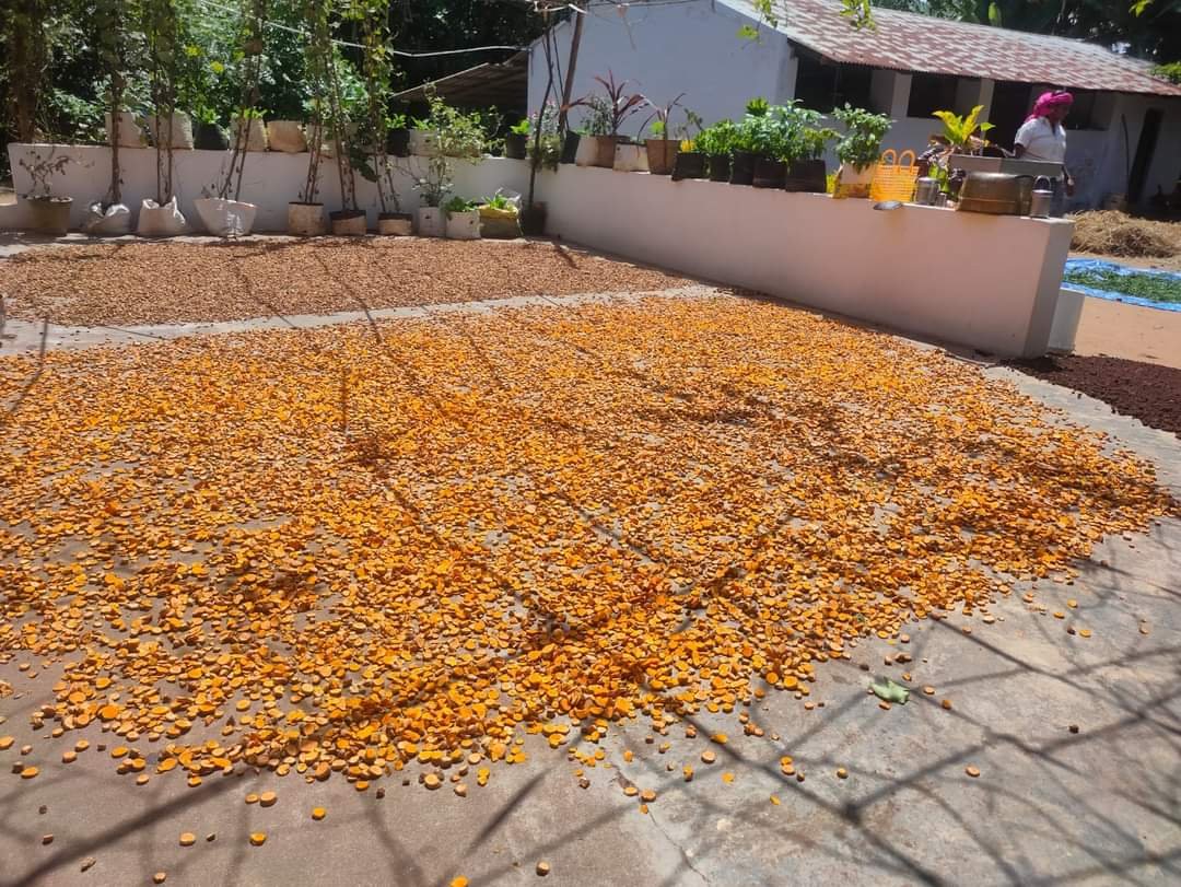 aayurarogyam's tweet photo. Seeing lush green turmeric is soothing and rejuvenating

Thanks to cauvery maa..she is blessing well  cauvery delta farmers this year https://t.co/XksWZbQsUz