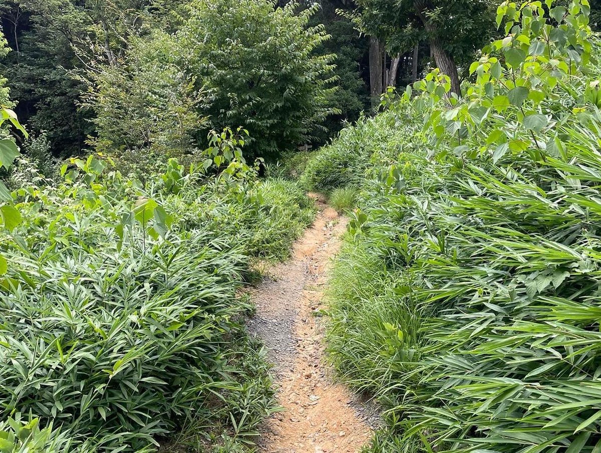Abook34's tweet photo. この日は墓参りを兼ねて
馬町交差点から坂を登り
京都女子大横から東山へ
三条・蹴上方面に歩いて
阿含宗大菩提寺の所から
左に折れると #将軍塚 🌃
夜景を見に来た思い出に
浸りつつ知恩院に下山😌

https://t.co/iqbYUCZHb8

#東山トレイル #知恩院
#京都一周トレイル東山コース
#今週は京都ネタ https://t.co/dnfqSWvzWr